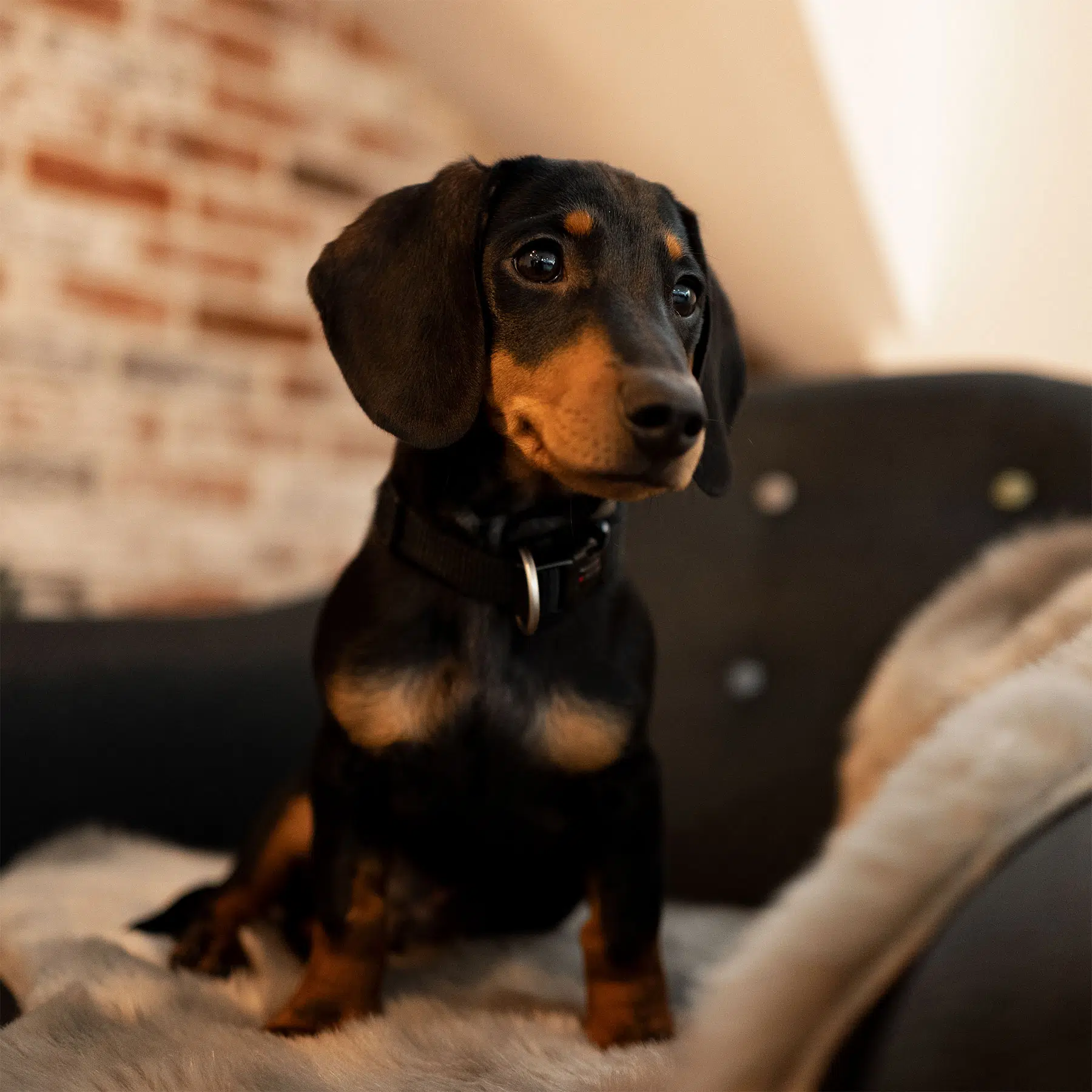Henri - Der Dackel und Bürohund bei new media labs in Wittlich