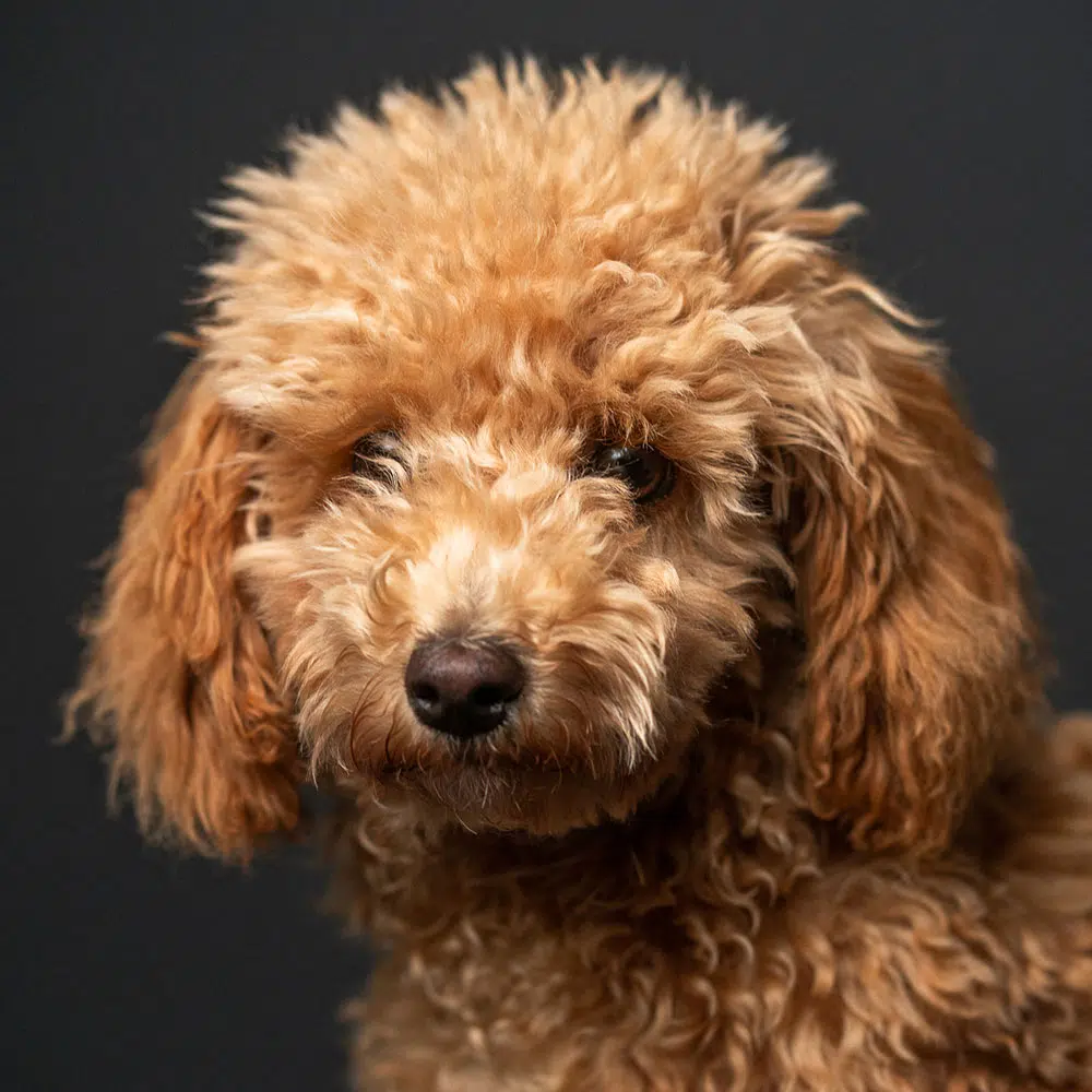 Office dog and poodle Bonny - four-legged employee at new media labs