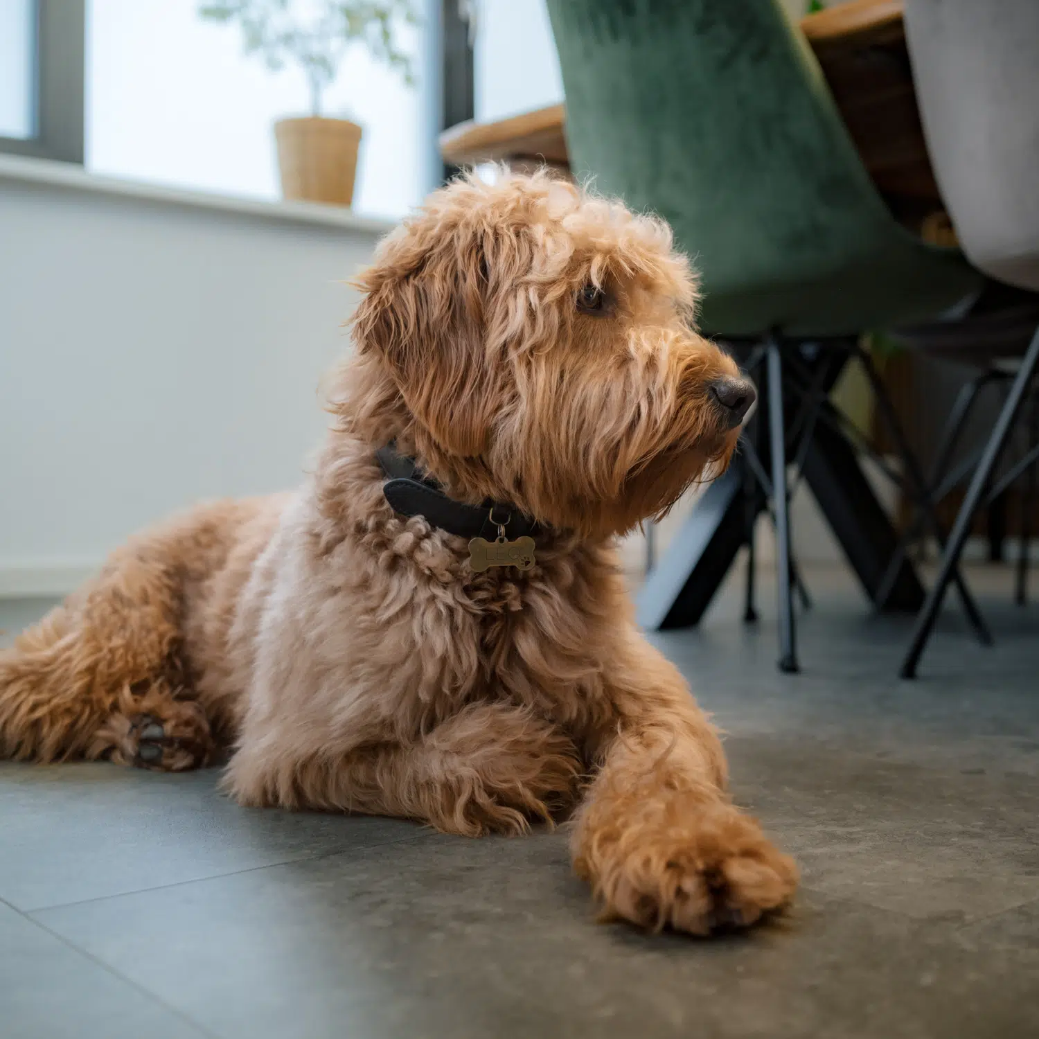 Leo - agency dog at new media labs